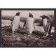 ISLAS MALVINAS ANTIGUA TARJETA POSTAL PINGUINOS GENTOO